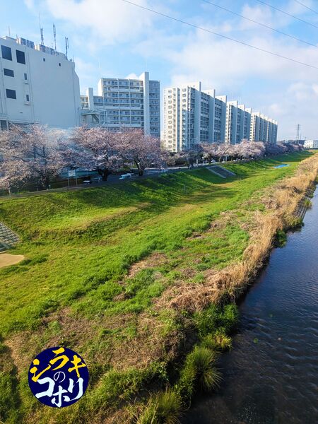 ファイル:桜の柳瀬川と志木ニュータウン.jpg